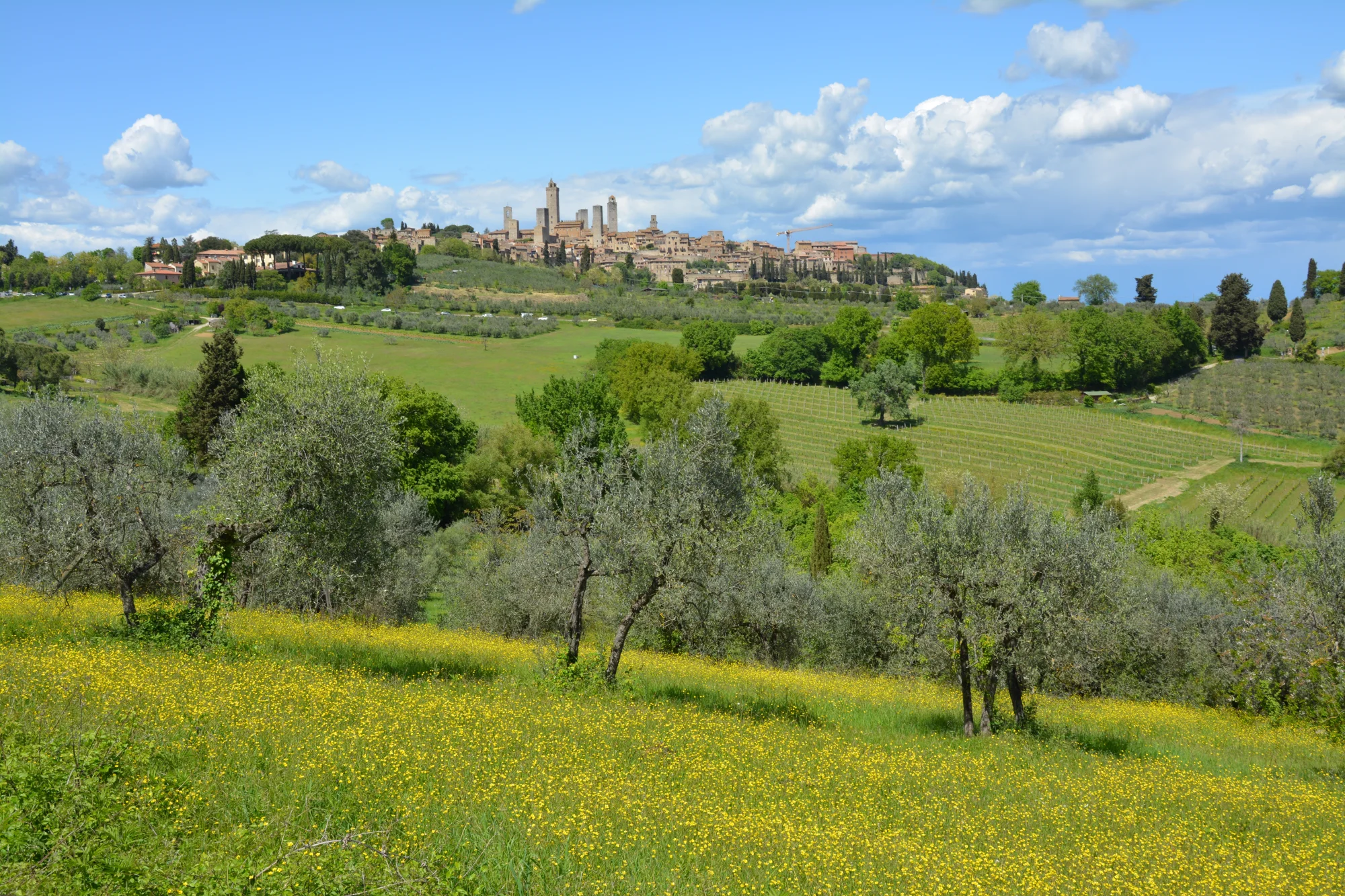 siena